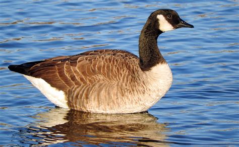 Good for the Goose | Smithsonian's National Zoo