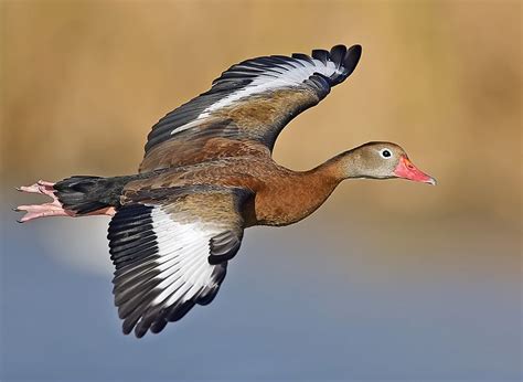 The Wild Life: Hunting Black-Bellied Whistling Ducks