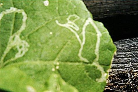 Evidence of Cucumber Mosaic Virus Garden Care, Garden Beds, Organic Gardening, Gardening Tips ...