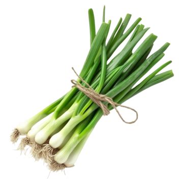 Scallion Soup PNG Transparent Images Free Download | Vector Files | Pngtree