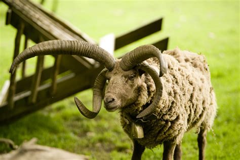 Manx Loaghtan Sheep | G Schnuer | Flickr