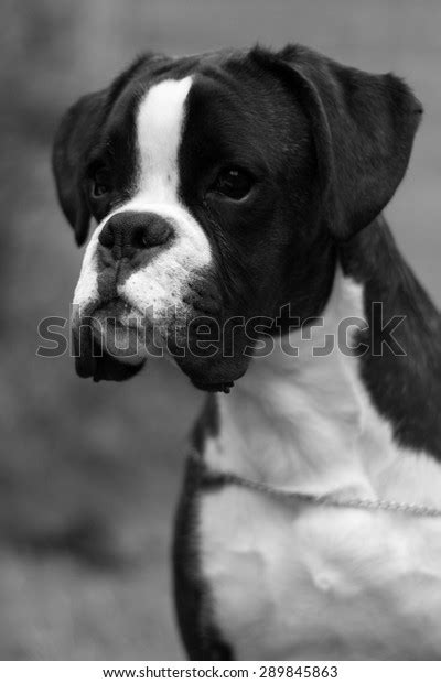 Head Profile Boxer Dog Puppy Black Stock Photo 289845863 | Shutterstock