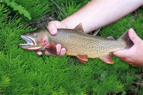 Yellowstone Cutthroat Trout – Western Native Trout