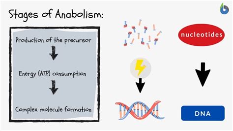 Anabolism - Definition and Examples - Biology Online Dictionary