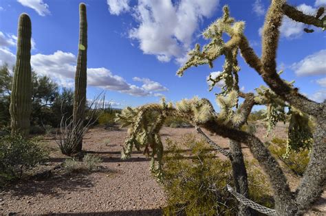 david schacher photography, llc blog: Organ Pipe National Monument