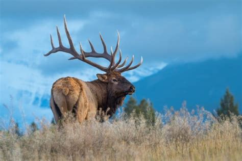 Elk Population by State [LIST] - Elk Herd Totals in the US by State