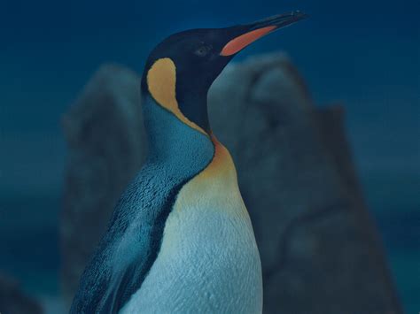 Macaroni Penguin Habitat