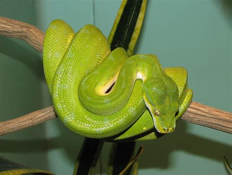 File:Green Tree Python.jpg - Wikimedia Commons