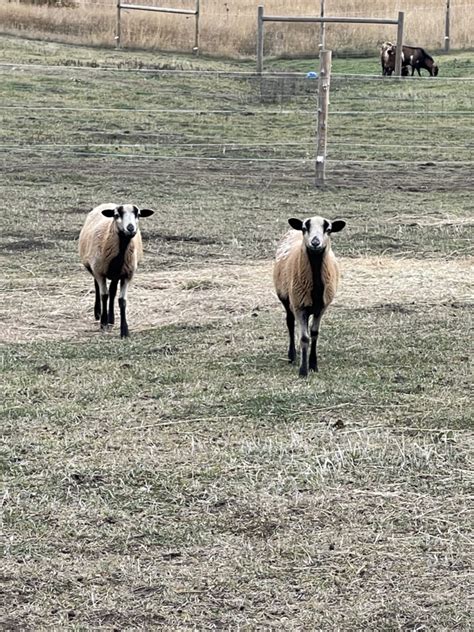 Barbados Blackbelly Sheep - Wild Critter Ranch Maremma’s