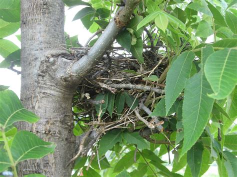 Prairie Places: Mockingbird Nest