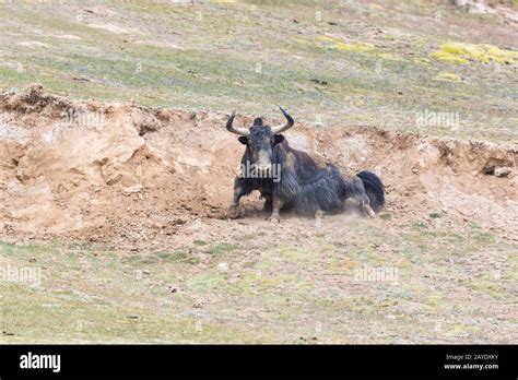 Qinghai wildlife hi-res stock photography and images - Alamy