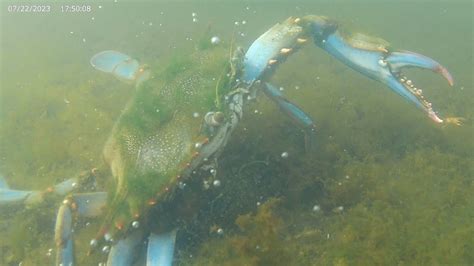 Blue Crabs in the Process of Regrowing Their Limbs - YouTube