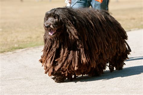 24 Rare Dog Breeds You Probably Don't Know About — Unique Dogs