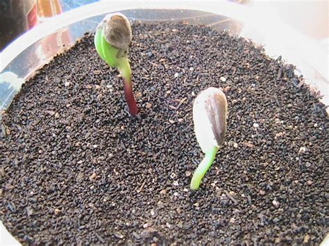 Sprouting Seeds and More Planted - Eric's Organic Gardening Blog