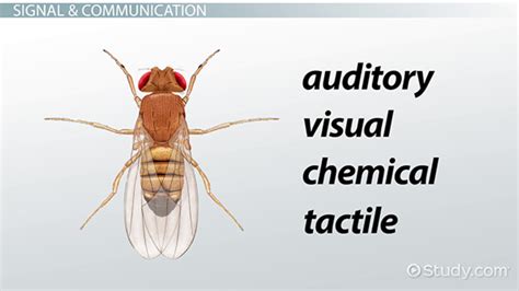 Animal Signals & Communication: Types & Examples - Video & Lesson ...