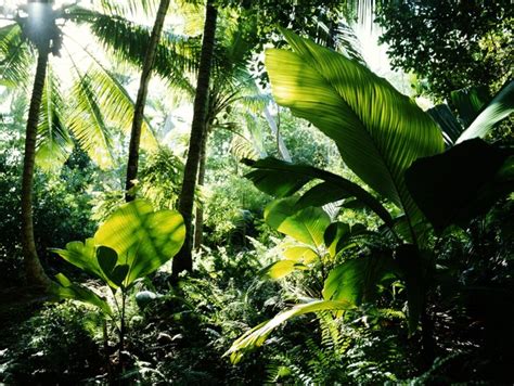 Characteristics of Plants That Survive in a Rainforest | ehow