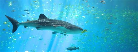 Dubai Aquarium Guide: Tickets, Duration, Best Time & More