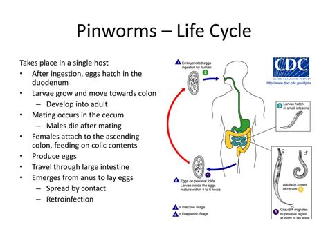 PPT - Parasites PowerPoint Presentation, free download - ID:2347924