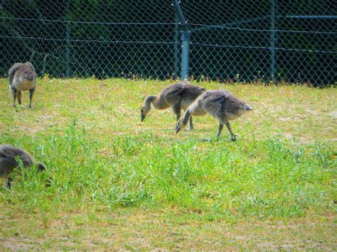 Atlantic Canada Goose Goslings - ZooChat