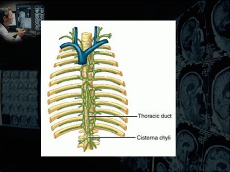 Ultrasound periportal cuffing: differential diagnosis | Semantic Scholar