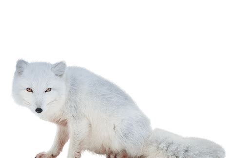 Arctic fox PNG image free download - DWPNG.com