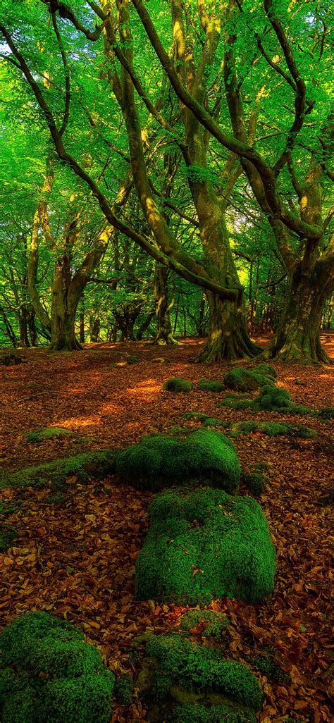 Green forest trees Wallpapers Download | MobCup