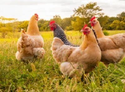 Chicken helps to boost immunity: Suguna Foods - FFOODS Spectrum