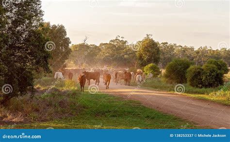 Cattle Droving Along a Dusty Dirt Road Stock Image - Image of dusty ...