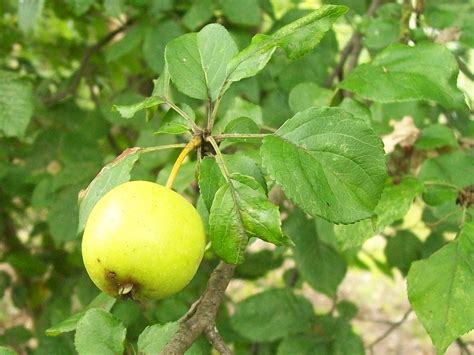 Malus sylvestris (Apple, Common Crabapple, Crabapple, European Crab ...