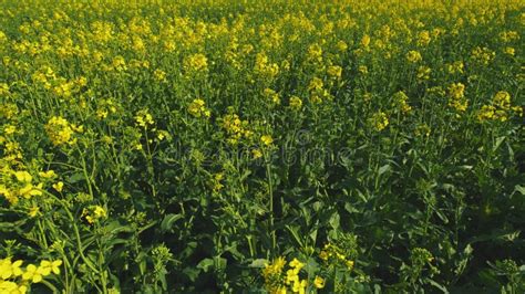 Yellow Flower Blossom Rapeseed Canola Agriculture Field. Blooming Rapeseed Field on a Spring Day ...