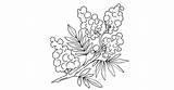 Coloriage Fleurie De Mimosa ♥ à Imprimer Gratuit sketch template