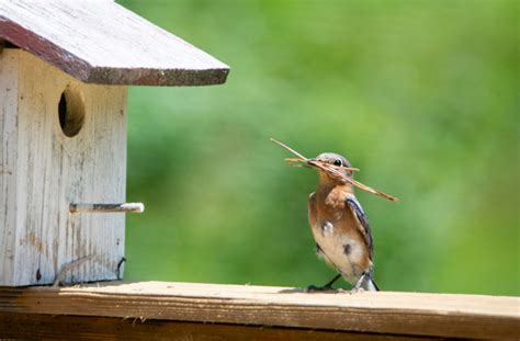 9 Proven Tips to Attract Nesting Birds - Birds and Blooms