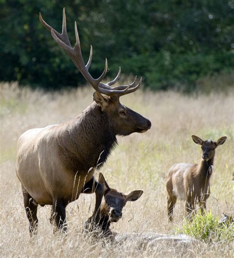 Protecting Afognak's Native Species - ClimeCo Green