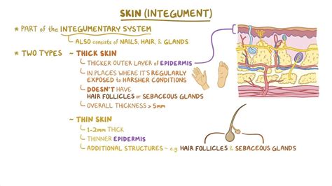 Skin histology: Video, Anatomy, Definition & Function | Osmosis