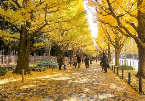 Autumn 2016: Meiji-jingu Gaien’s Ginkgo Avenue – Lakbayer