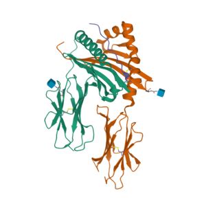 CD74 Gene - GeneCards | HG2A Protein | HG2A Antibody