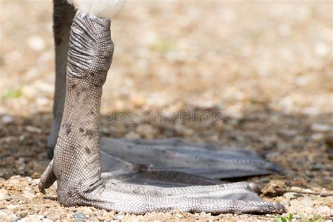 Swan feet stock photo. Image of webs, winter, wildlife - 14400744