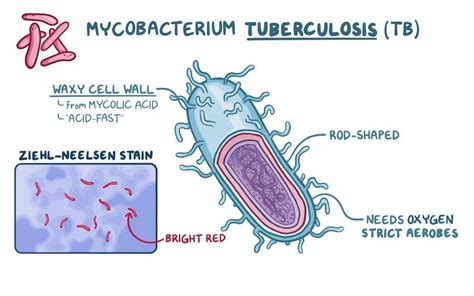 Tuberculosis Bacteria Labeled