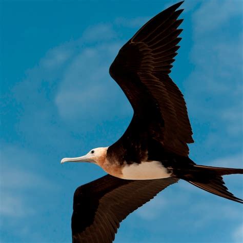 Premium Photo | Great frigatebird (fregata minor) in flight, genovesa ...