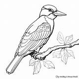 Woodpecker Coloring Pages  Free & Printable sketch template