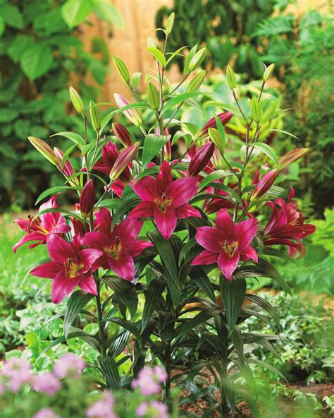 Tree Lily Lilium Purple Prince - bulb/tuber/root – Garden Seeds Market | Free shipping