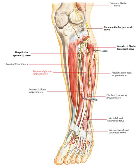 Extensor Digitorum Longus – Earth's Lab