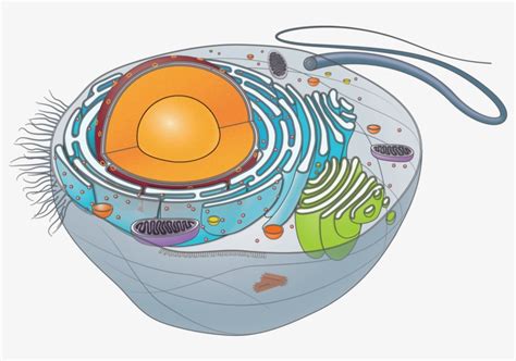 Animal Cell Unlabeled Clipart Best - Riset