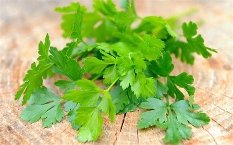 Top Five Health Benefits of Parsley in 2020 | Parsley benefits, Parsley, Herbs