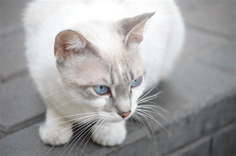 Gato Cat Breed Information and Pictures - PetGuide | PetGuide