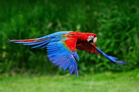 Types of Macaws to Consider as a Pet