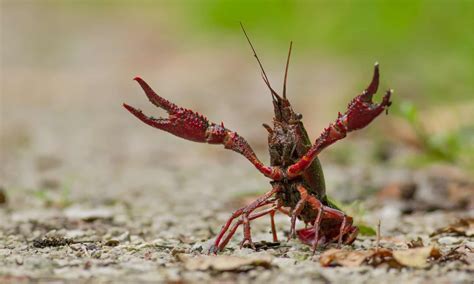 Prawn vs Crawfish: The Key Differences - A-Z Animals