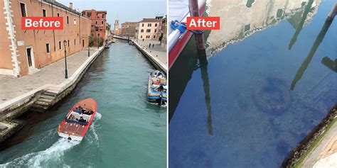 Venice's Crystal-Clear Canals Teem With Fish & Birds After Lockdown ...