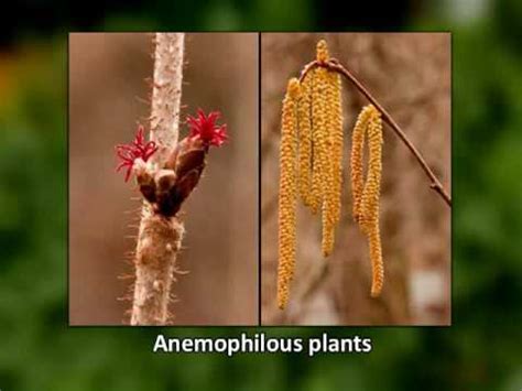 Anemophilous plants - YouTube