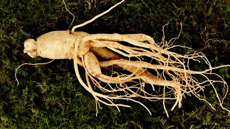 Ginseng in Skin-Care Products: How Does It Benefit Your Complexion? | Allure